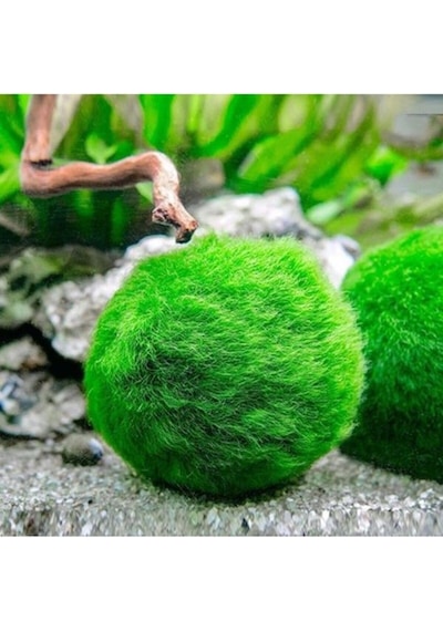 İthal Bitki Marimo Moss Ball 2-3cm Yosun Topu Canlı Bitki Kopy1-951512 Çok Renkli