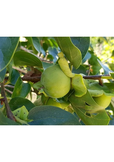 Çikolatalı Trabzon Hurması Diospyros Digyna "black Sapote" 2