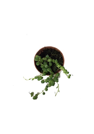 Senecio Herreianus (Tesbih Çiçeği) Ø5,5 CM Y0-10 CM