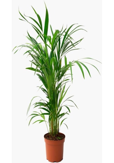 Videolu Areca Palmiyesi Dağ Palmiyesi 1 Adet Saksılı/tüplü 70-80cm Ev Ofis Bitki Dypsis Lucentes