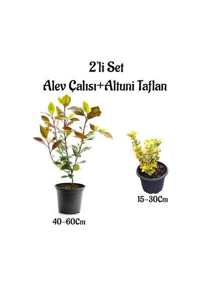 Alev Çalısı Fidanı+altuni Taflan 2'li Çit Bitki Seti Dış Mekan Bitkileri