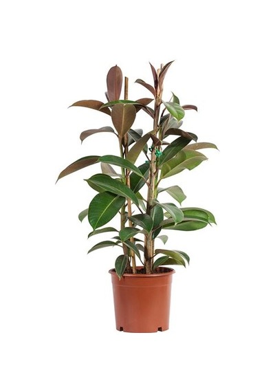 Ikea Fıcus Elastıca Canlı Bitki, Yeşil, 21 Cm