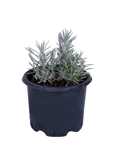 Lavanta Saksıda Lavandula Officinalis - Canlı Çiçek - 1.5 Litre