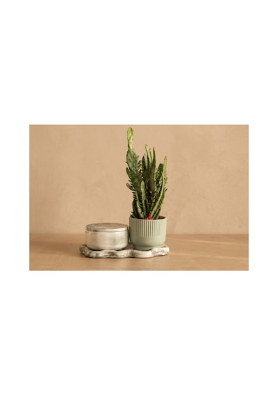 Giselle Mint Ribbed & Opuntia Cactus Set Yeşil