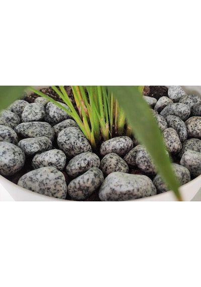 Benekli Dolomit Taş 1 Kg 2-4 Cm Granit Taş Benekli Taş