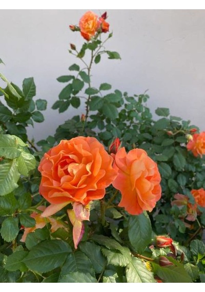 Videolu Yediveren Somon Rengi Gül Fidanı 2 Adet Saksılı/tüplü 30-55 Cm Bahçe Bitkisi Orange Rose