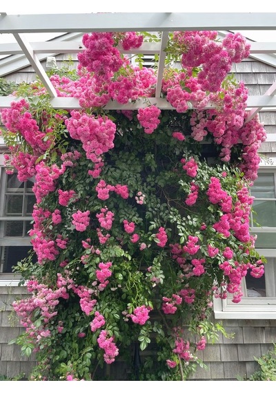Pembe Isparta Sarmaşık Gül Fidanı 80-100+ Cm