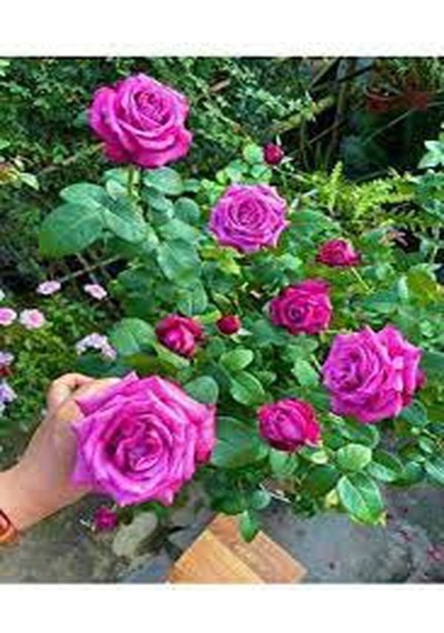 Yediveren Yoğun Kokulu 30 50 Cm 2 Adet Aşılı Gül Rose