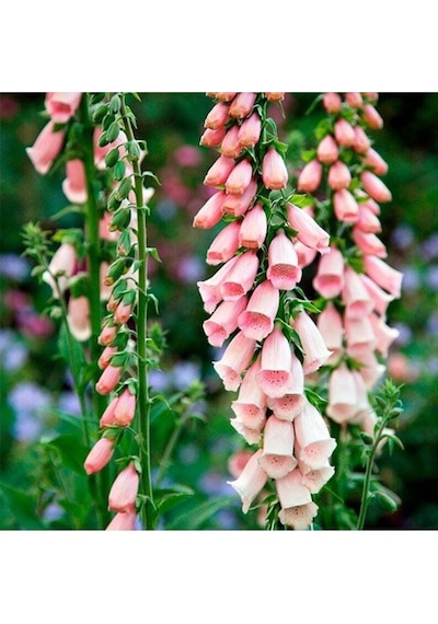 10 Adet Cottage Foxgloves Apricot Peach Digitalis Tohumu