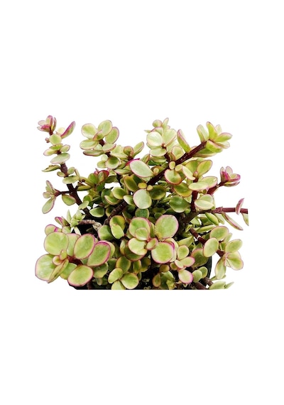 Yeşim Ağacı Çiçeği - Portulacaria Afra Variegata 10 Adet