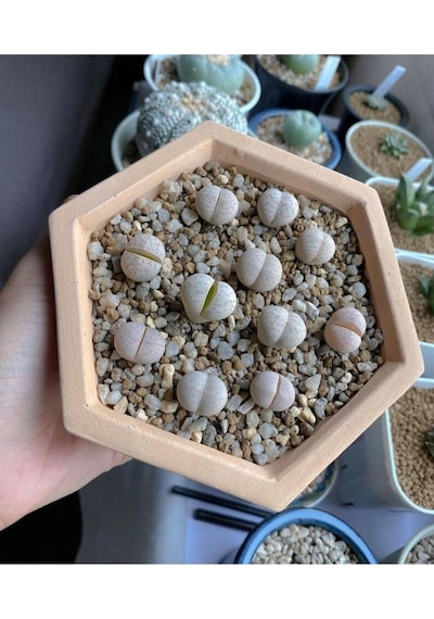 10 Adet Dinteranthus Vanzylii Mesemb Succulent Tohumu
