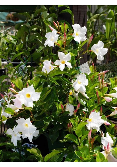 Beyaz Çiçekli Mandevilla Sandavilla 30 60 Cm Dekoratif Tırmanıcı Bahçe Bitkisi
