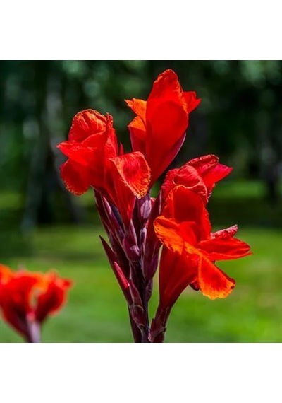 Kana Çiçeği Kırmızı Açan 40-60 Cm Boyunda