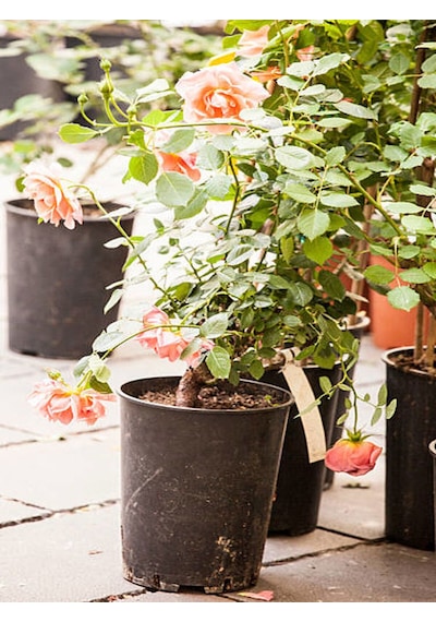 Videolu Pembe Yediveren Mis Kokulu 2 Adet Gül Fidanı 50-70 Cm Saksılı Pink Rose Sapling