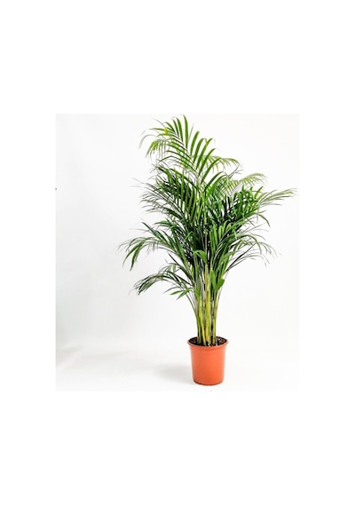 Videolu Areka Palmiyesi 1 Adet Saksılı/ Tüplü 80-110cm Iç Mekan Salon Palmiyesi Areca Palm