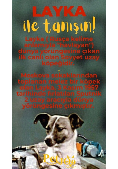 Petjoo 22.Layka Sarı-Kırmızı Qr'lı Köpek Künyesi
