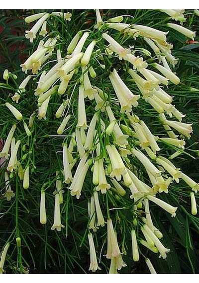 Mis Kokulu 1 Adet Beyaz Mercan Çiçeği Saksılı 55-120cm Coral Flower