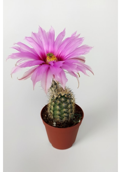 Echinocereus Pectinatus Pembe Çiçek Açan Kaktüs 5.5 CM Saksıda