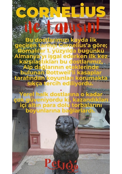 Petjoo 20.Cornelius Kırmızı-Sarı Qr'lı Köpek Künyesi