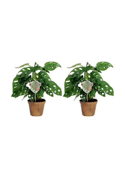 Delikli Devetabanı (Monstera Adansonii Monkey) Saksılı 2 Adet