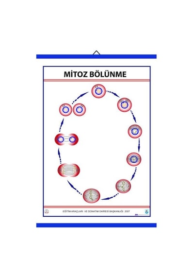 Mitoz Levhası 70X100 Cm