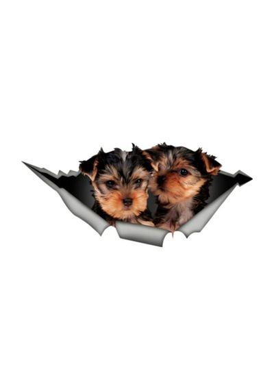 Yorkshire Terrier Cinsi Köpek Araba Sticker Çıkartması