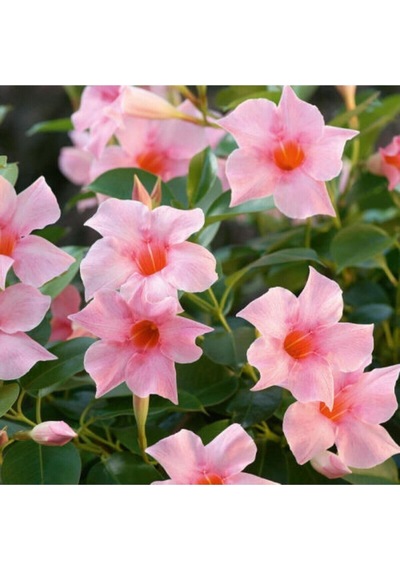 3'lü Pembe Mandavilla Sarmaşığı Çiçeği 40-60 Cm Tüplü Çiçekli Bodur Bitkiler Mandavilla