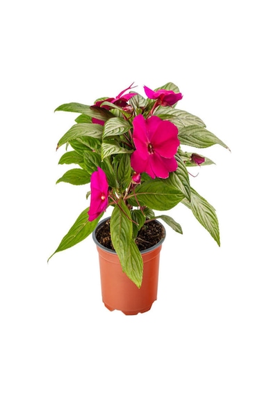 Serada Decor Plant - Fuşya + Ebruli + Pembe + Kırmızı Yeni Gine Cam Güzeli Çiçeği 3 Adet Balkon Bitkisi 10 - 15 CM