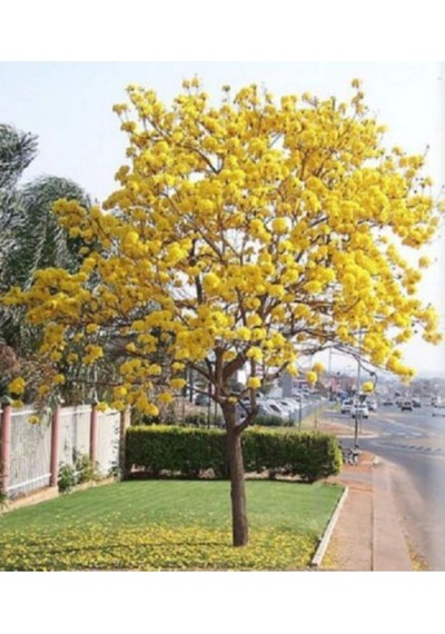 Tabebuia Ağacı Tohumu Ekim Seti 5 Tohum Saks Toprak Kombin