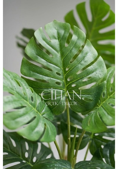 Monstera Ağacı 170cm Antrasit Küre Saksı Beyaz