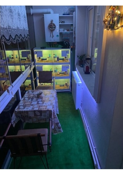 Regnum Halı Protokol Yeşil Kaymaz Taban Balkon Kesme Yolluk