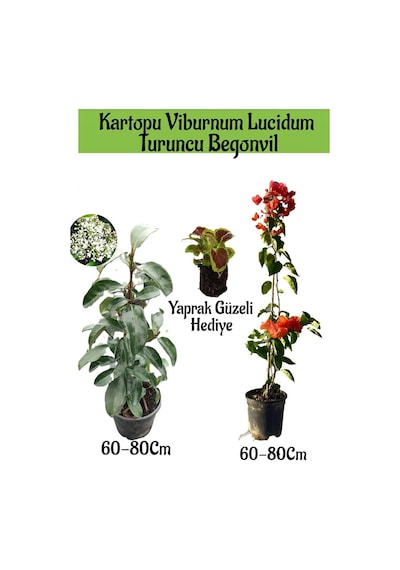 Kartopu Viburnum 1 Adet+turuncu Begonvil 1 Adet+yaprak Güzeli Hediye Bahçe Bitkisi