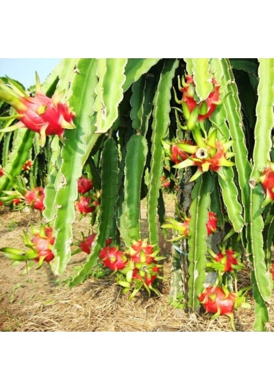 Pitaya Tohumu Ejder Meyvesi Tohumu 10 Adet Tohum Pithaya Dragon Fruit