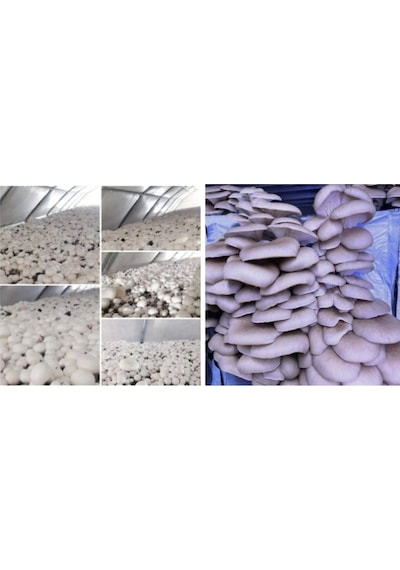 İstiridye Ve Kültür Mantarı Tohumu Birlikte 2 3000 Adet