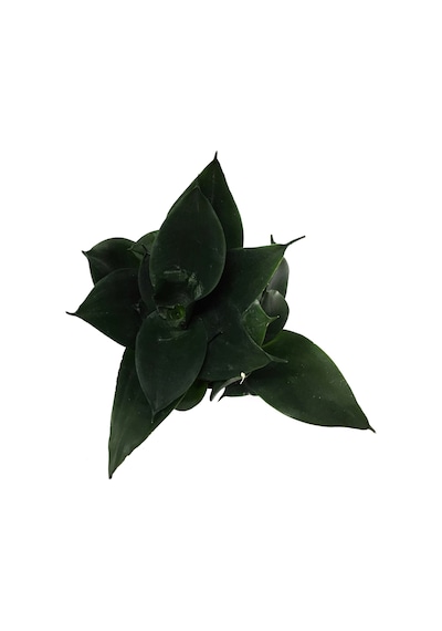 Sansevieria Jade (Paşa Kılıcı) Ø12 CM H20-25 CM