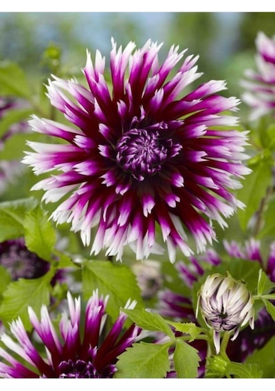 2 Adet Mor-Beyaz Kırçıl Yıldız Çiçeği Soğanı (Dahlia) - ADAFDN0387