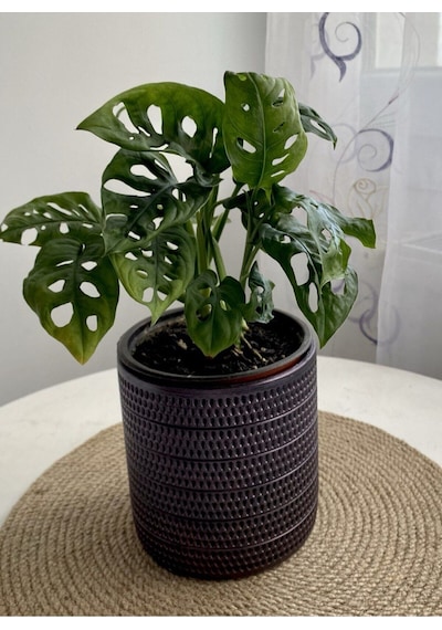 Monstera Monkey Leaf &delikli Deve Tabanı-ofis-salon Bitkisi