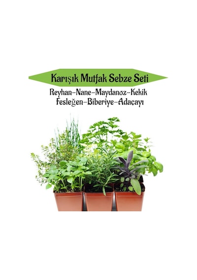 Mutfak Sebze Seti Reyhan+nane+maydanoz+kekik+fesleğen+biberiye+adaçayı Fidesi Toplam 7adet