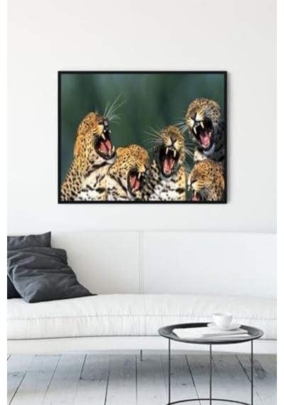 Pster11954 Gülen Leoparlar Eğlenceli Mizahi Çerçeveli Tablo 50x70cm