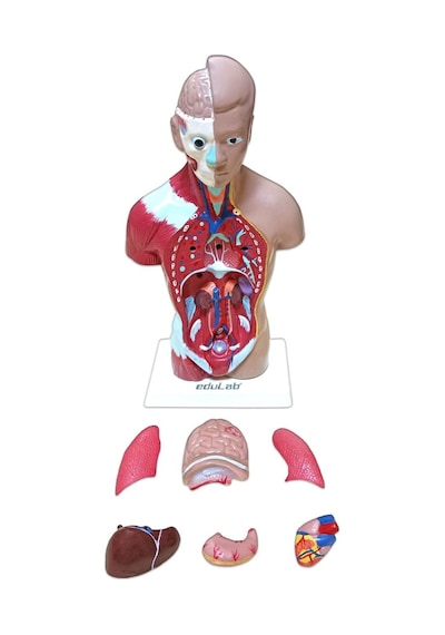 İnsan Vücudu Küçük 28 Cm 8 Parçadan Oluşan Eğitici Oyuncak Sök Tak, Tak Çıkar İnsan Anatomisi, İnsan Vücudu