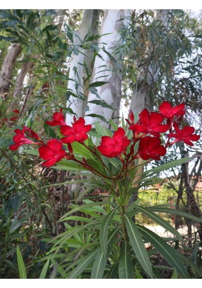 Koyu Kırmızı Zakkum Çiçeği Çok Yıllık 1 Adet Saksılı/ Tüplü 30-60 Cm Red Oleander