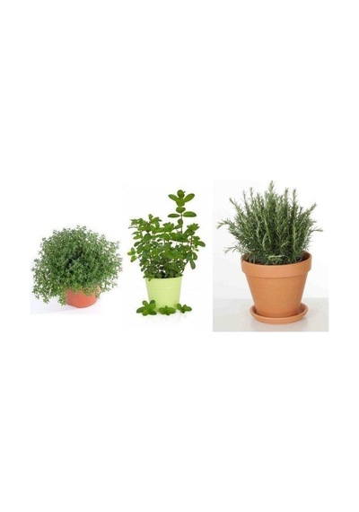 Nura Botanik Saksılı Kekik Nane Biberiye Üçlü Set 10-20 Cm Özel Seri Kaliteli