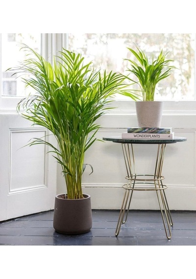 Areka Palmiyesi Salon Ofis Çiçeği 100-120cm Saksılı İç Mekan Çiçeği
