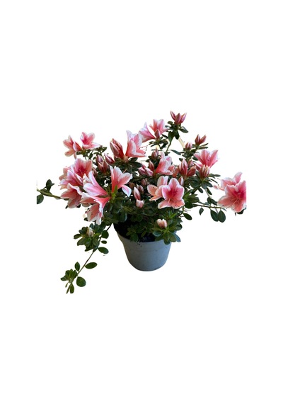Rhododendron Indicum 'pink White' Açelya Çiçeği