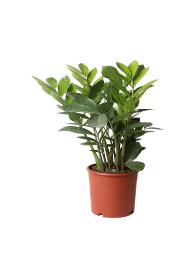 Zamioculcas Zamifolia Zamia Çiçeği 30-40cm