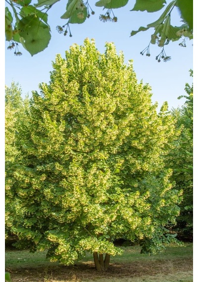 Fidan Ihlamur Fidanı 60 - 80 Cm Boy 1adet