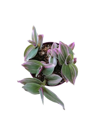 Serada Decor Plant Çok Dallı Sukulent Bitki Mor Yapraklı Telgraf Çiçeği