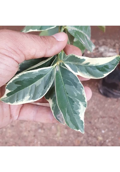 6 Yaş Aşılı Tropikal Alacalı Limon Fidanı. Torbada