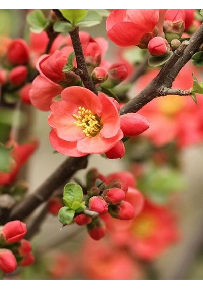 Videolu Canlı Kırmızı Renk 1 Adet Bahar Dalı Çiçeği Fidanı 40-60cm Saksılı Spring Branch Flower