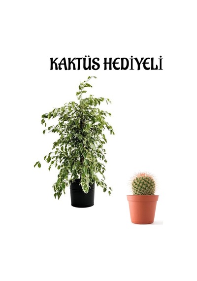 Kadınlar Gününe Özel Beyaz Alacalı Benjamin Bitkisi Kaktüs Hediyeli